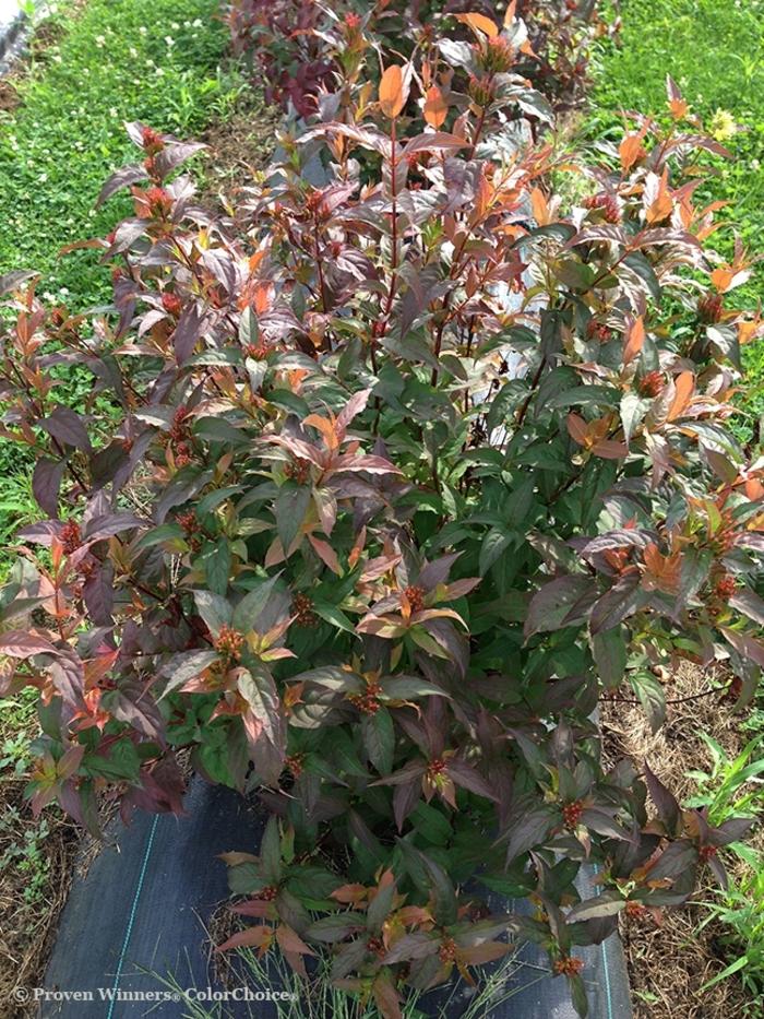 Diervilla Kodiak® Red