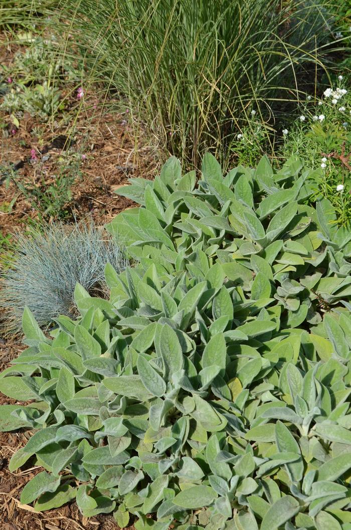 Stachys byzantina 