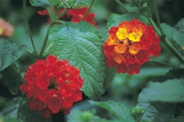 Lantana camara Dallas Red