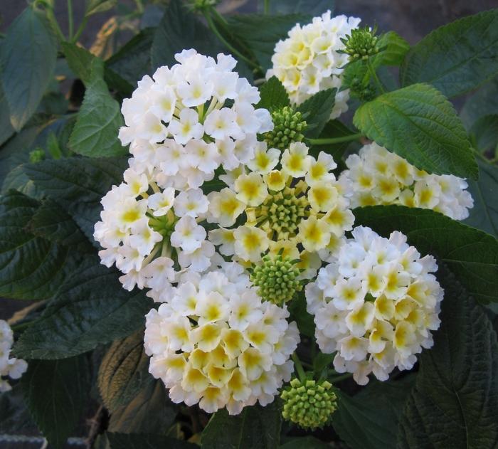 Lantana camara Evita White