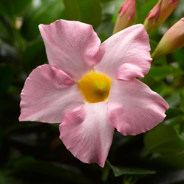 Mandevilla Madinia™ Pink