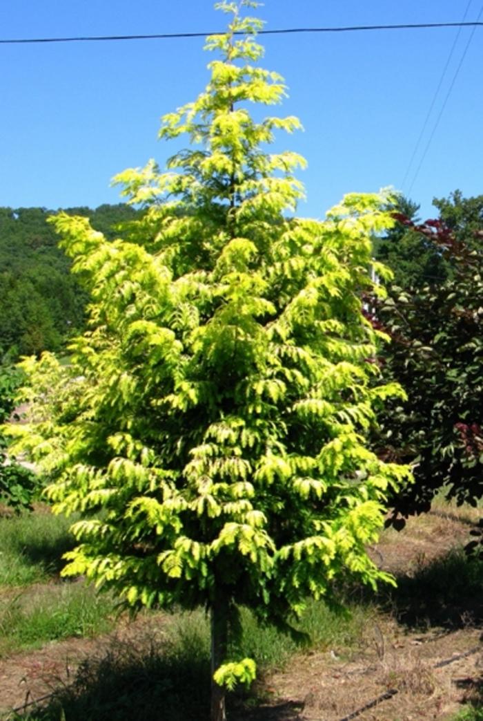 Metasequoia glyptostroboides Ogon