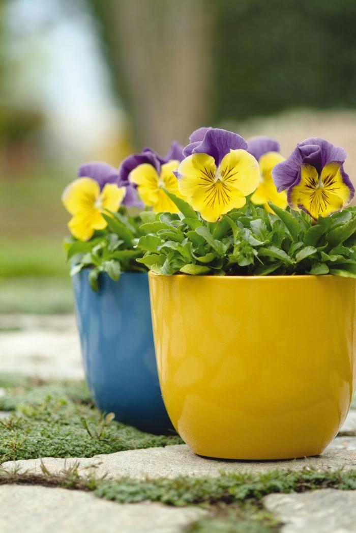 Viola x wittrockiana Matrix® Morpheus Mix