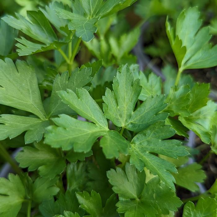 Petroselinum crispum Italian Giant