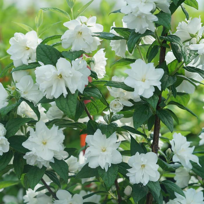 Philadelphus coronarius Illuminati Arch®
