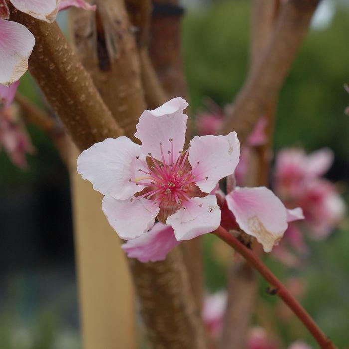 Prunus persica var. nucipersica Flavortop