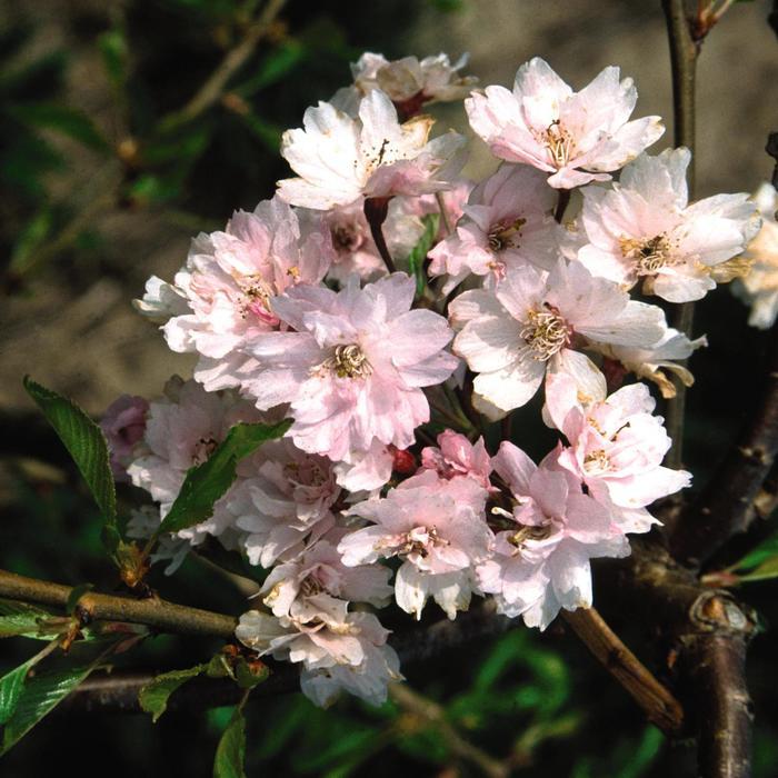 Prunus pendula Plena-rosea