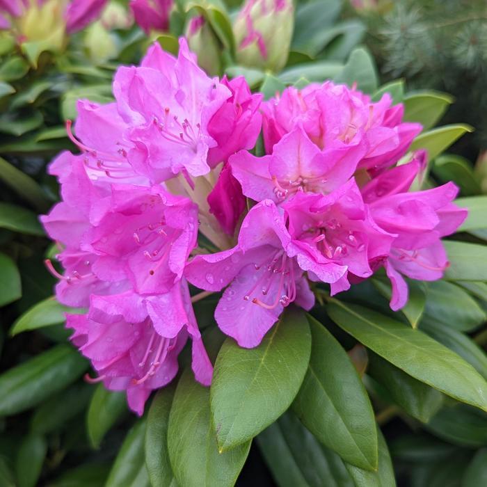 Rhododendron catawbiense Roseum Pink