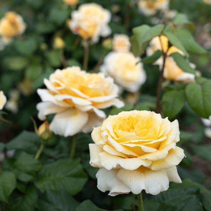 Rosa Romantica&reg; Moonlight