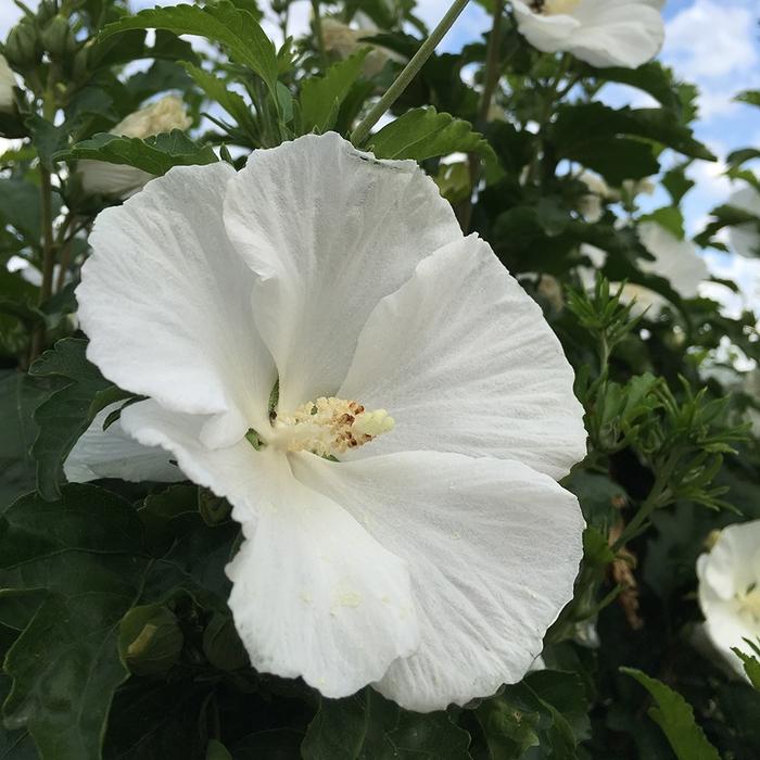 Hibiscus syriacus White Angel™