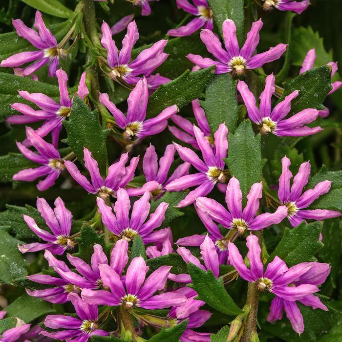 Scaevola Pink Brilliance