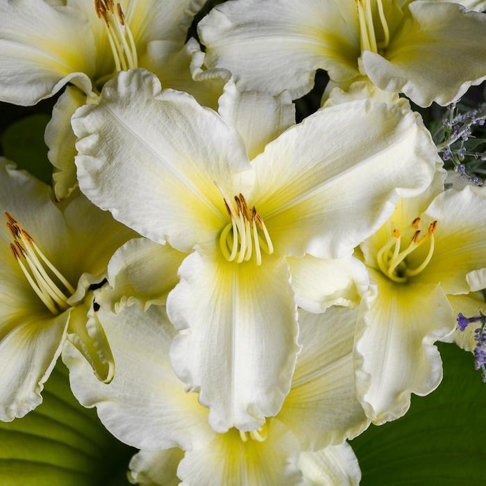 Hemerocallis Sunday Gloves