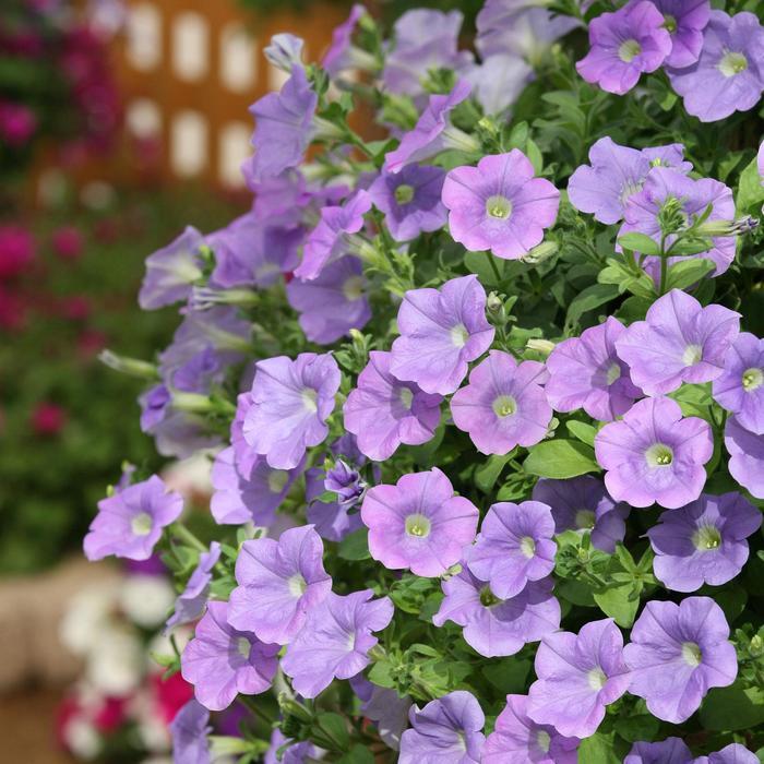 Petunia Surfinia® Trailing Sky Blue