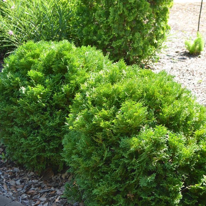 Thuja occidentalis Mr. Bowling Ball®