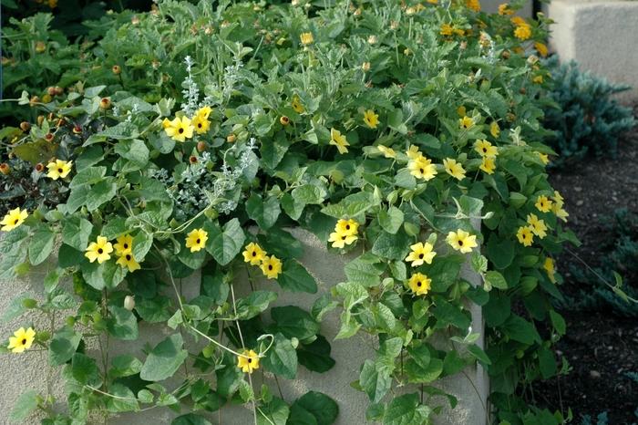 Thunbergia alata Sunny™ Lemon Star