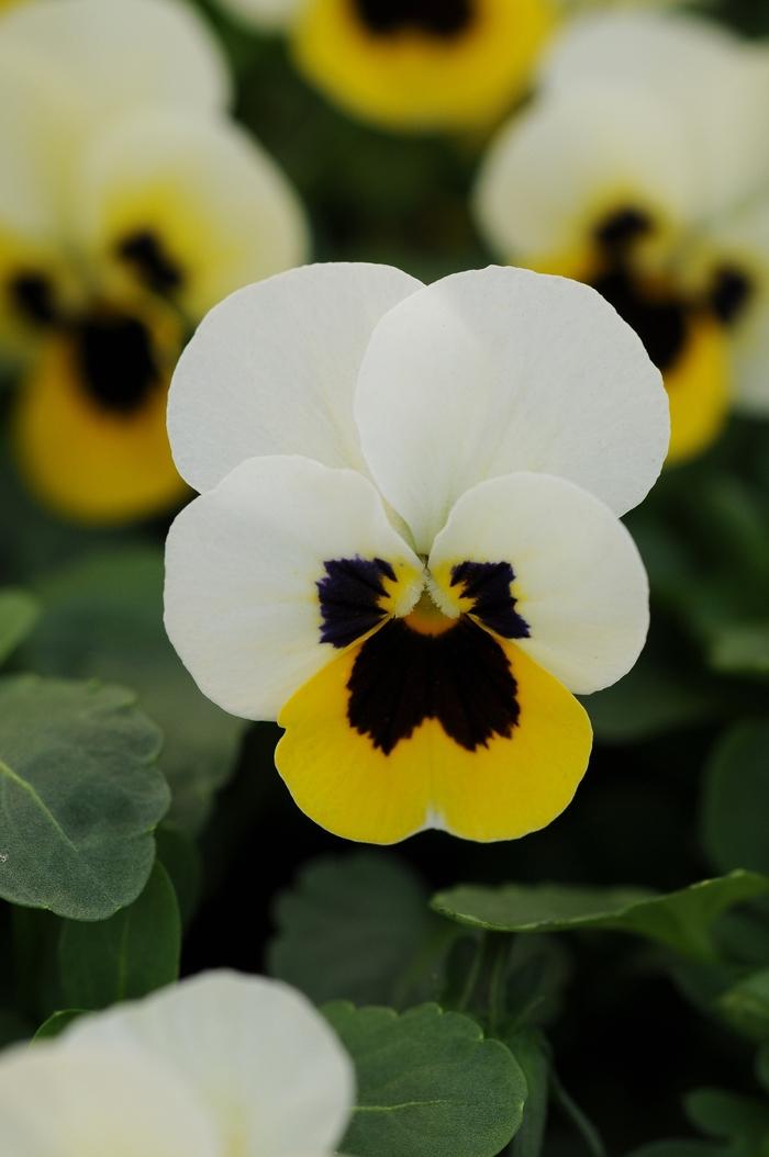 Viola cornuta Sorbet® XP Lemon Ice Blotch