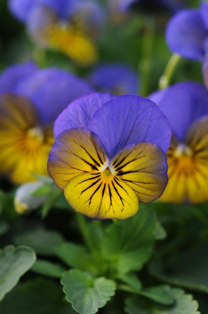 Viola cornuta Sorbet® XP Morpho