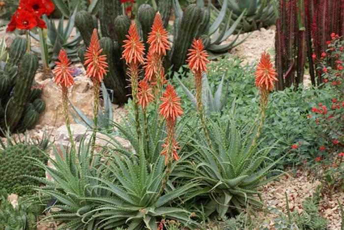 Aloe x humilis Spineless Hedgehog™