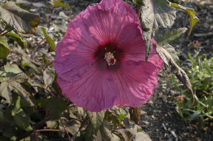 Hibiscus moscheutos Plum Crazy
