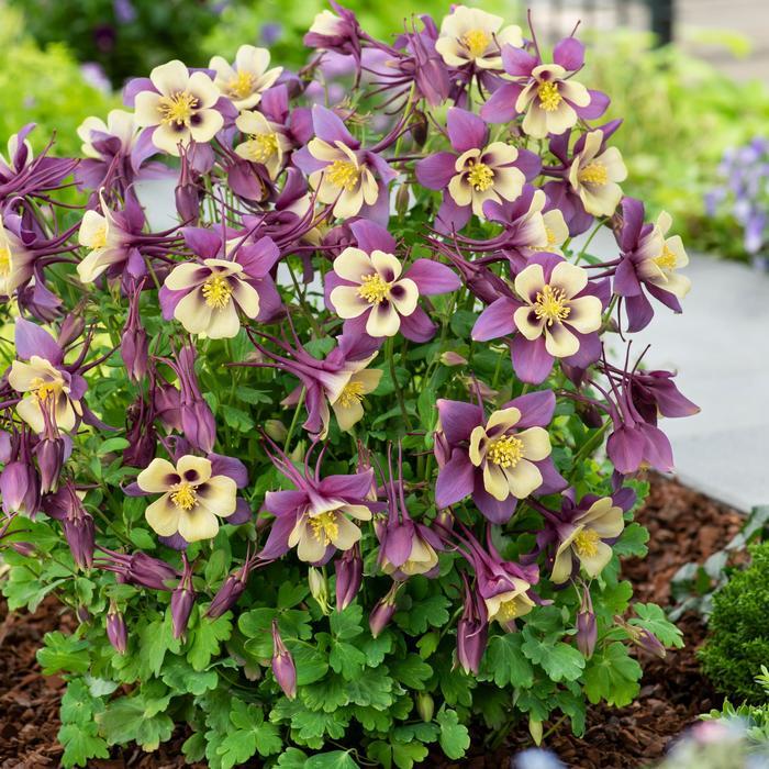 Aquilegia caerulea Earlybird™ Purple Yellow