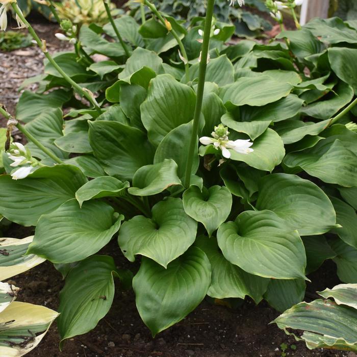 Hosta Royal Crest