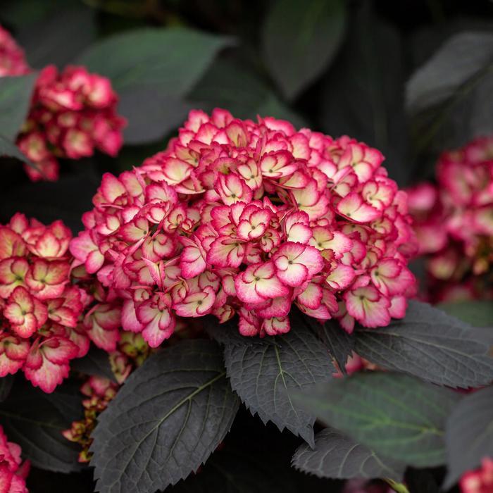 Hydrangea macrophylla Eclipse®
