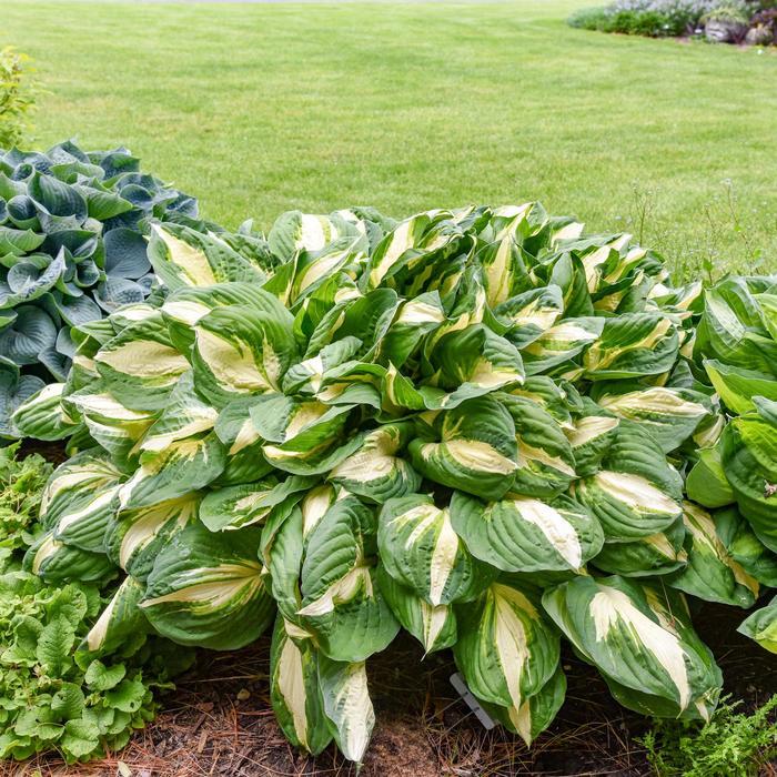 Hosta Vulcan