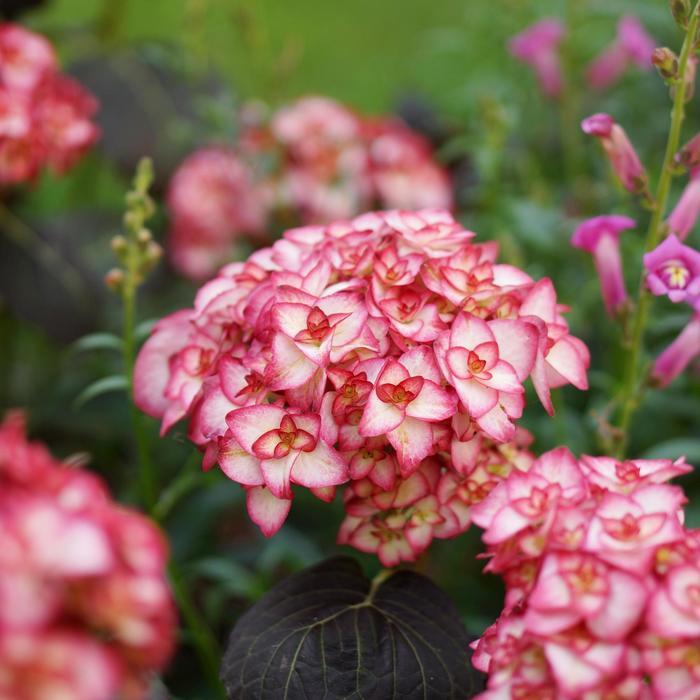 Hydrangea macrophylla Miss Saori