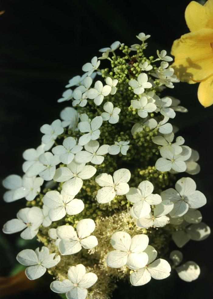 Hydrangea quercifolia Pee Wee
