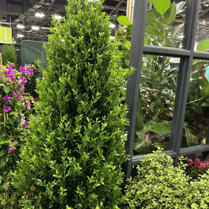 Ilex Emerald Colonnade®