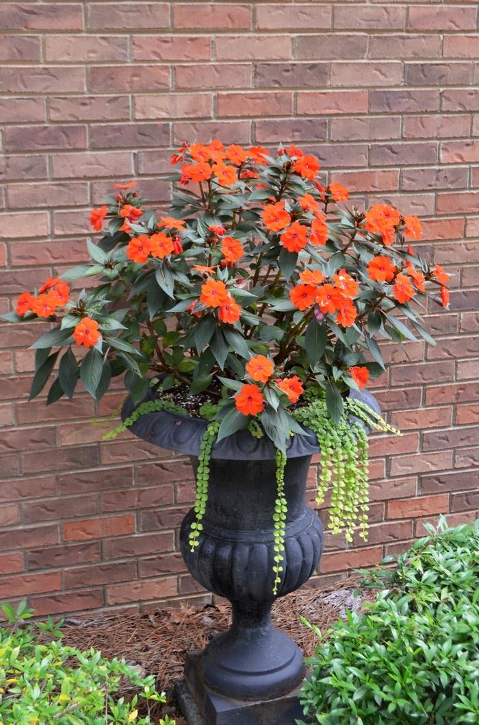 Impatiens SunPatiens® Electric Orange