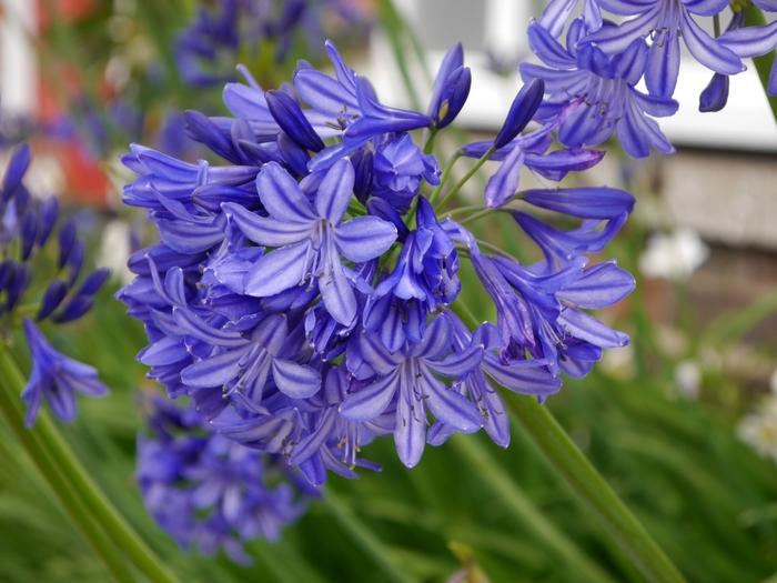 Agapanthus Northern Star