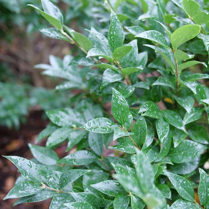 Ligustrum japonicum Kindly®