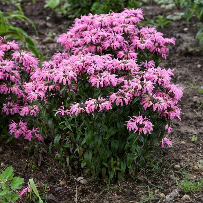 Monarda Electric Neon Coral