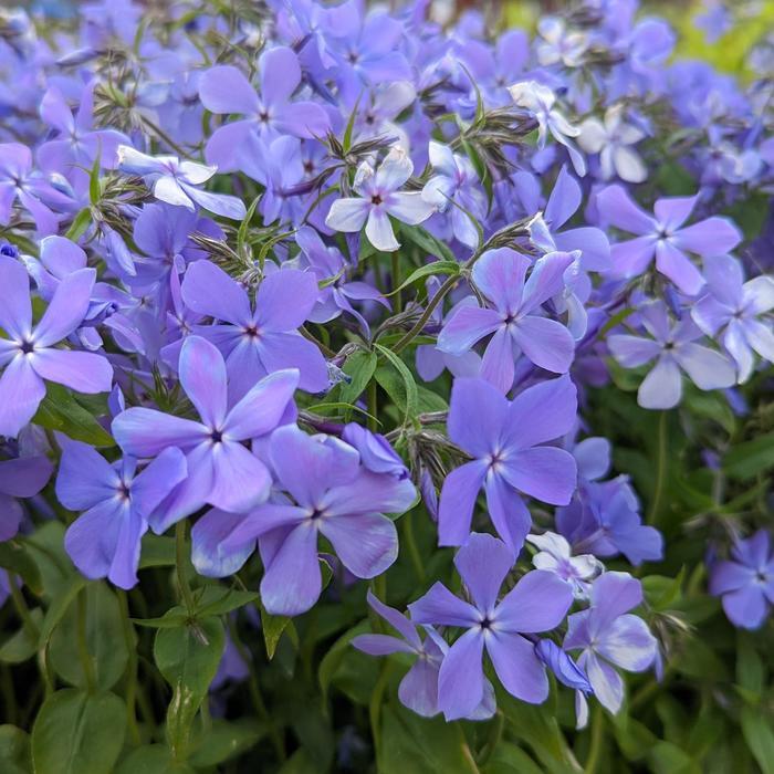 Phlox divaricata Blue Moon