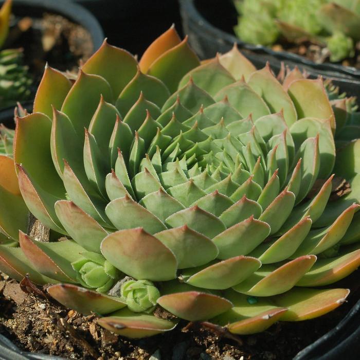 Sempervivum Silver King