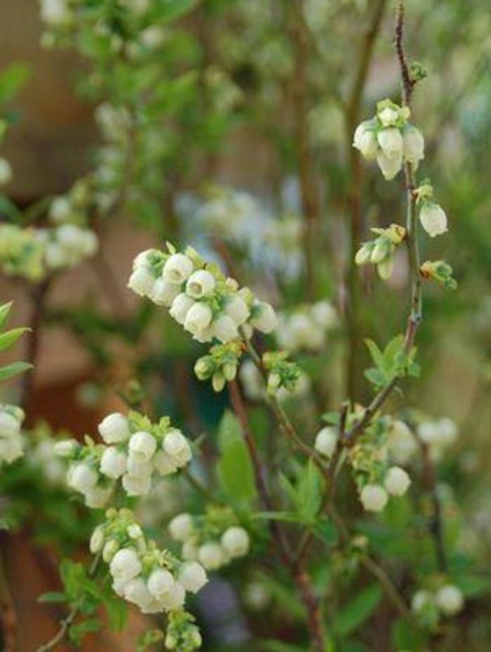 Vaccinium Chippewa
