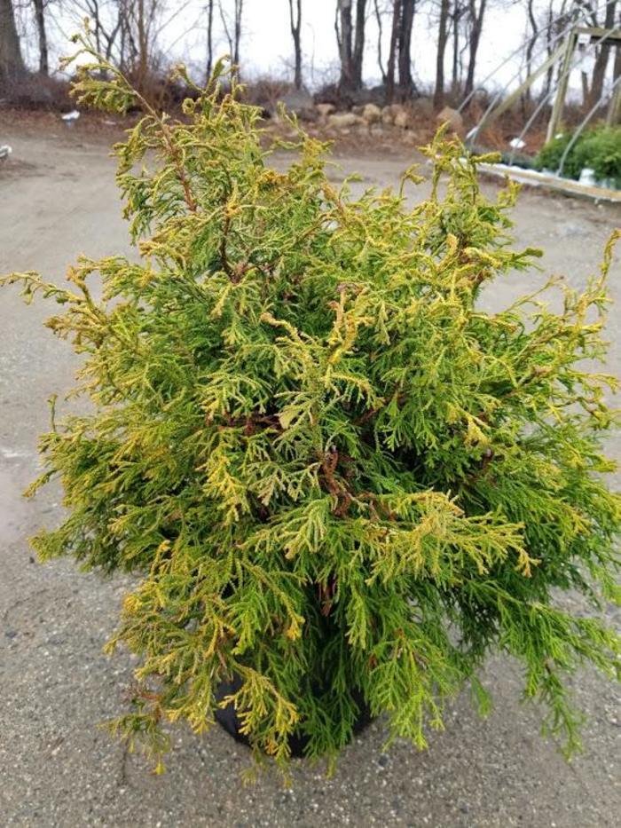 Chamaecyparis obtusa Sunny Swirl