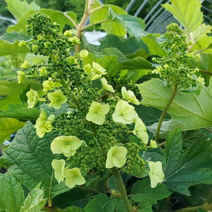 Hydrangea quercifolia Munchkin