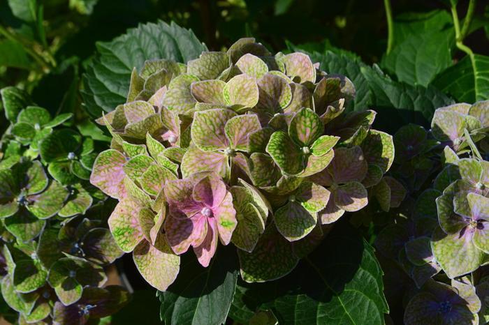 Hydrangea Macrophylla Froggie&trade;