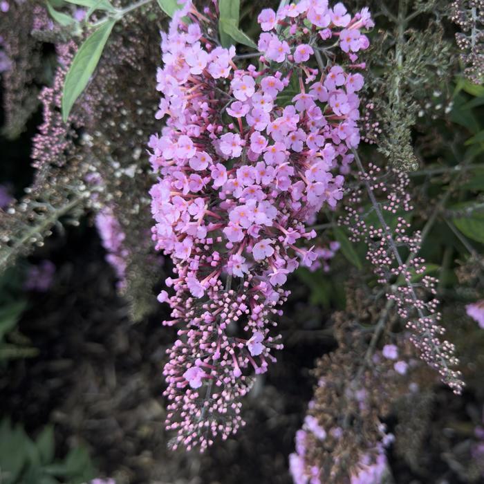 Buddleia davidii Pink Cascade II