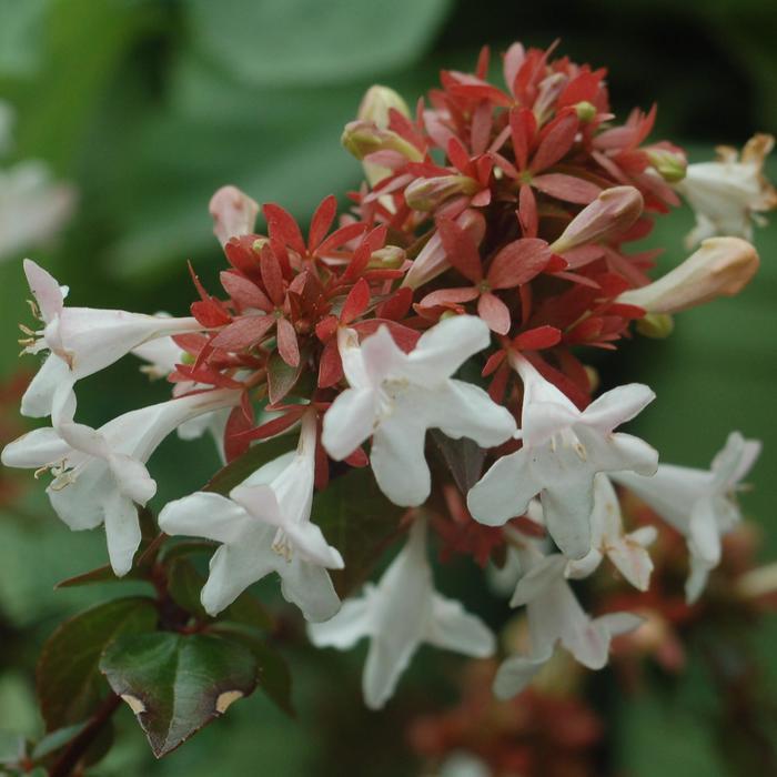 Abelia x grandiflora Little Richard