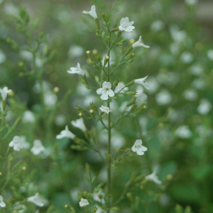 Calamintha nepeta ssp. glandulosa White Cloud