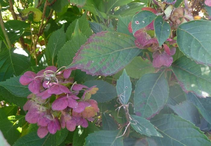 Hydrangea serrata Preziosa