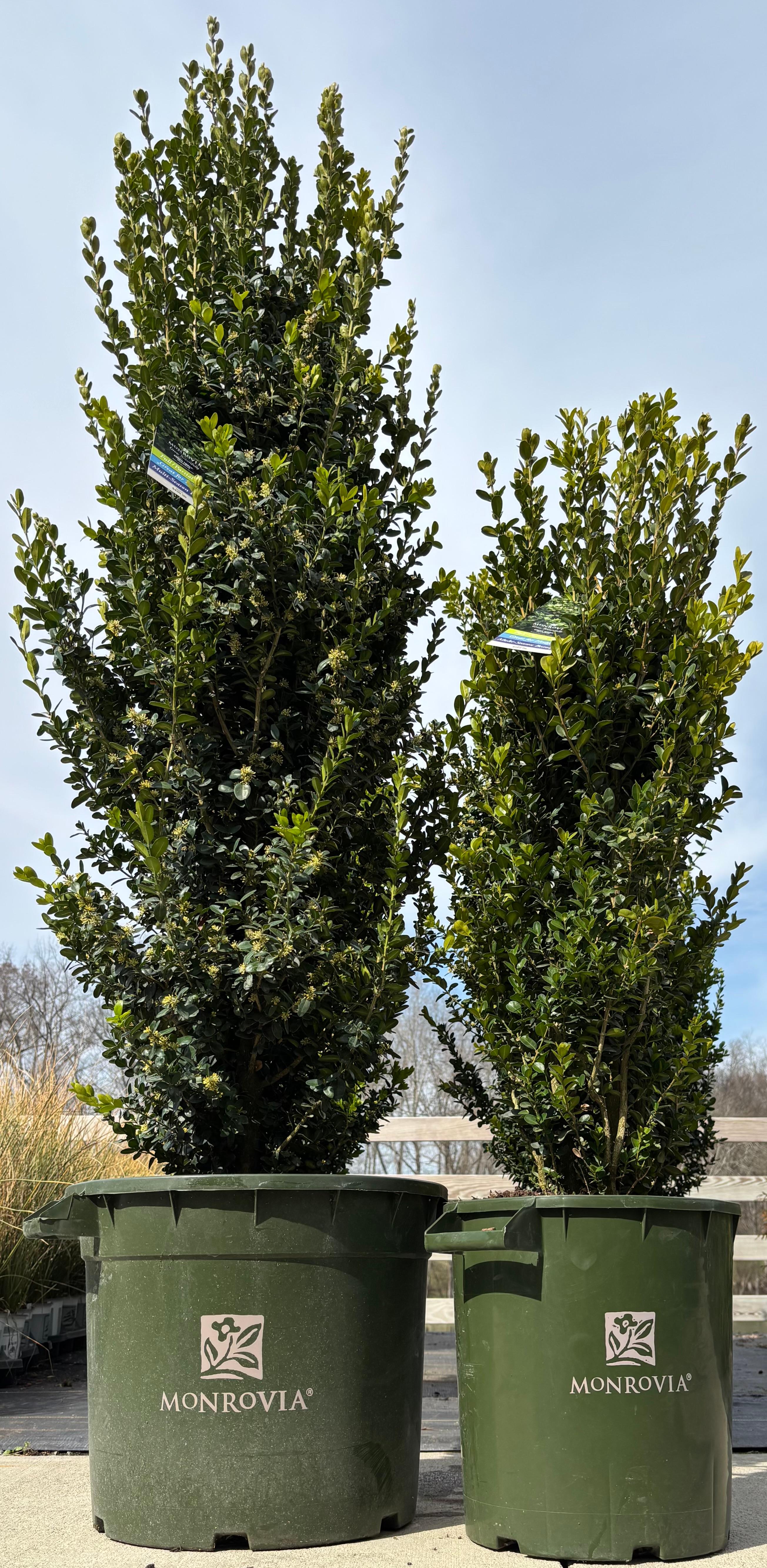 Buxus sempervirens 'Green Tower��' 