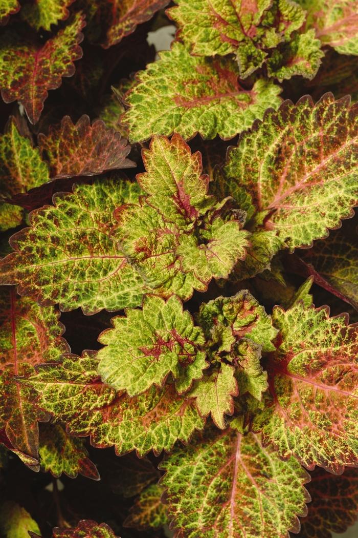 Coleus Indian Summer