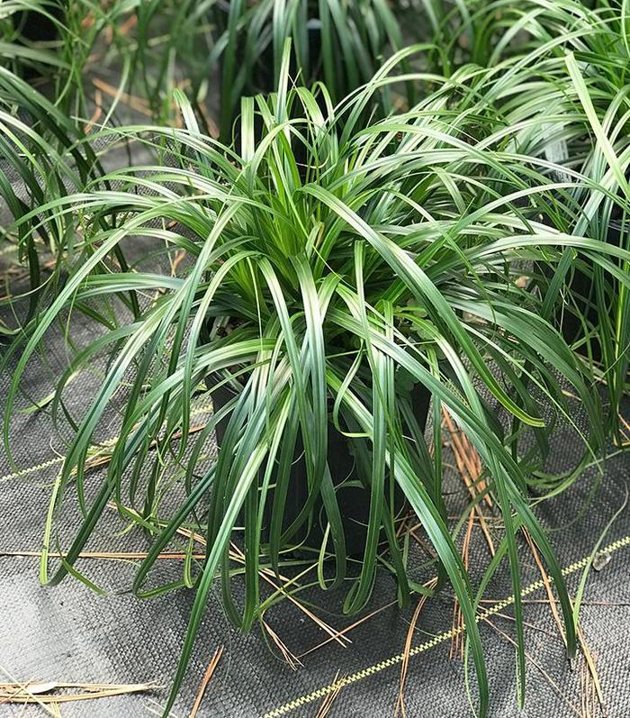 Carex oshimensis Ribbon Falls