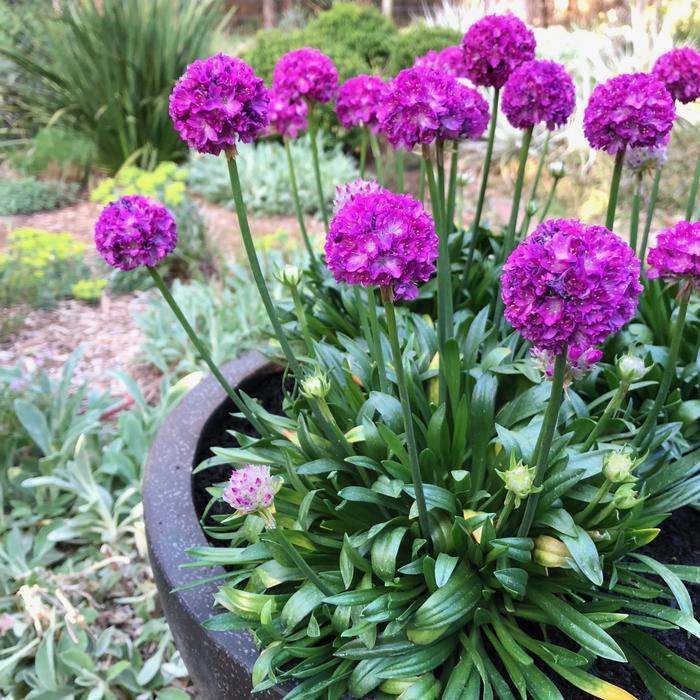 Armeria pseudarmeria Dreameria® Vivid Dreams