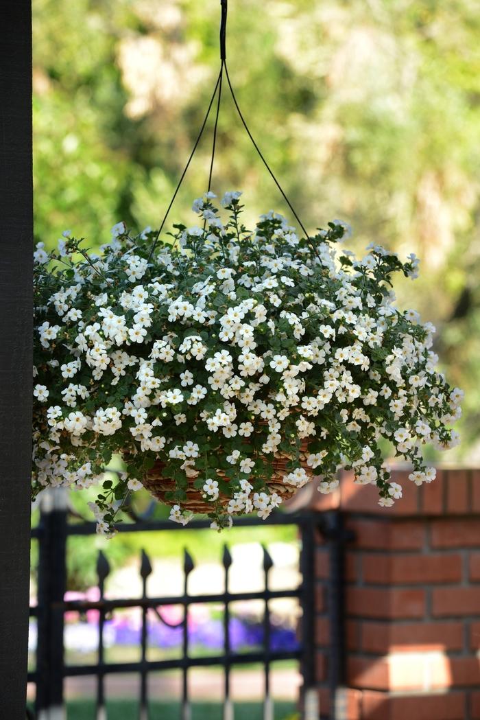 Sutera cordata MegaCopa™ Versa White