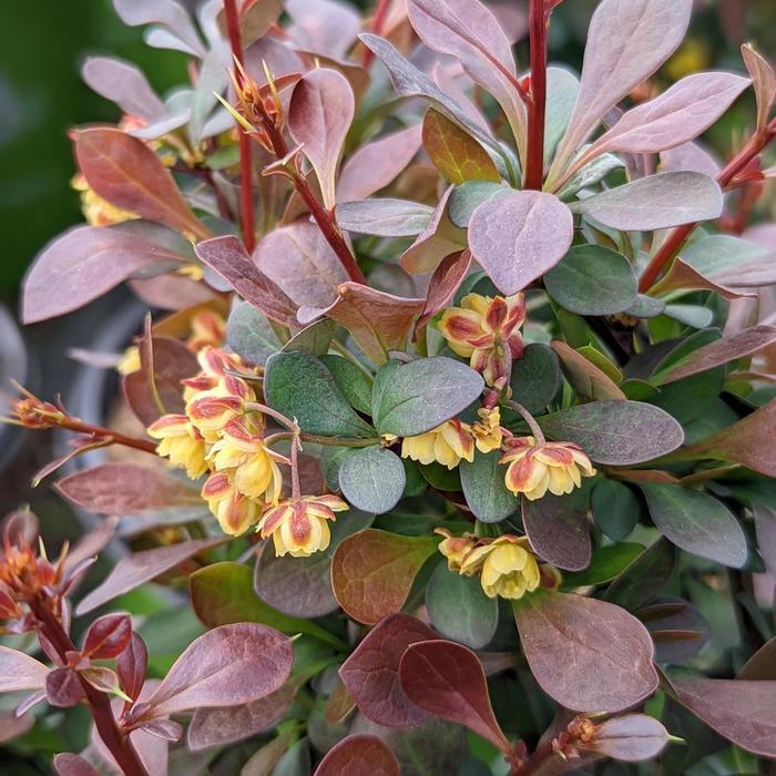 Berberis Worry free&reg; Crimson Cutie&reg;